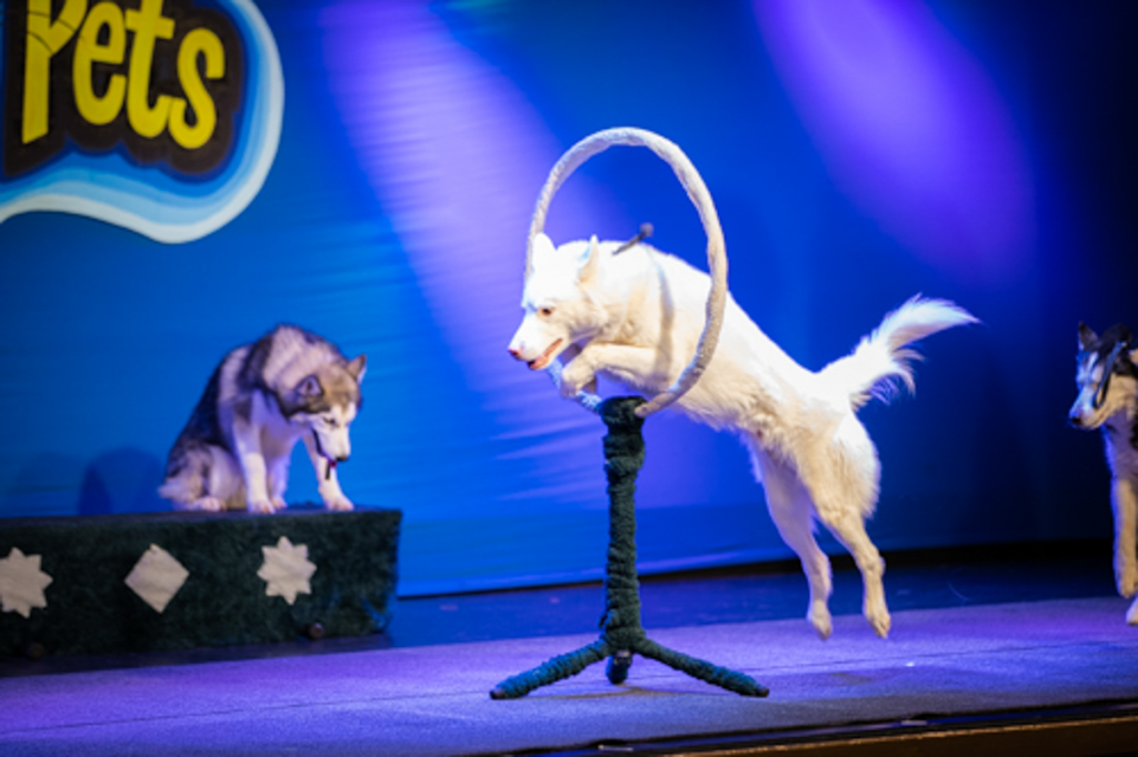 Amazing Pets Scene 12 With Dog Leaping Through Hoop